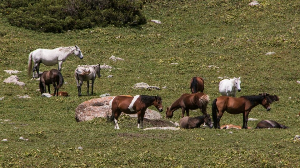 2016 kirgizija - treking  ala-kul - foto povečava