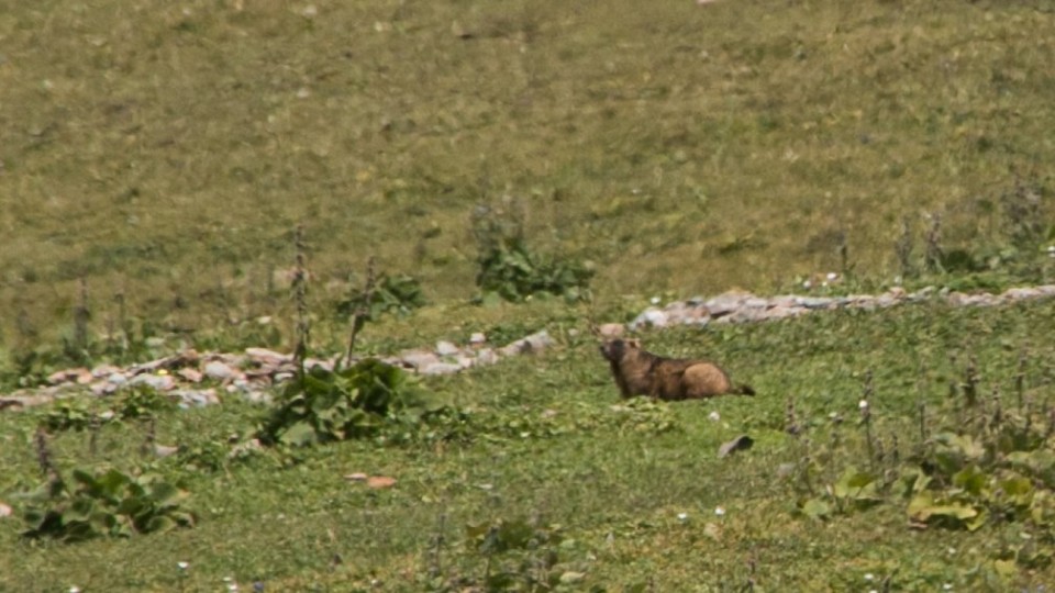 2016 kirgizija - treking  ala-kul - foto povečava