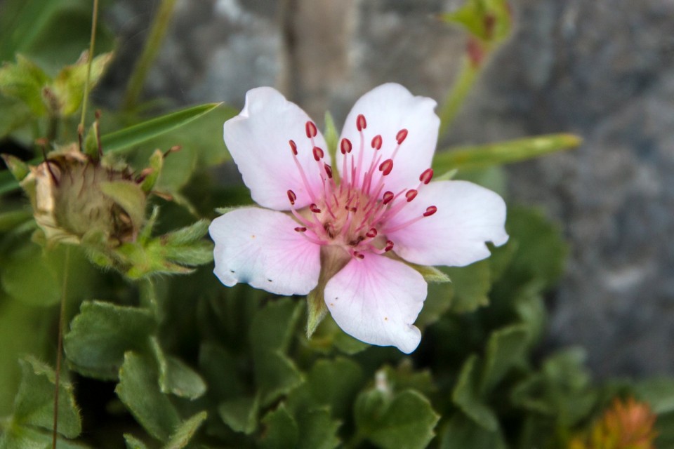 Triglavska roža