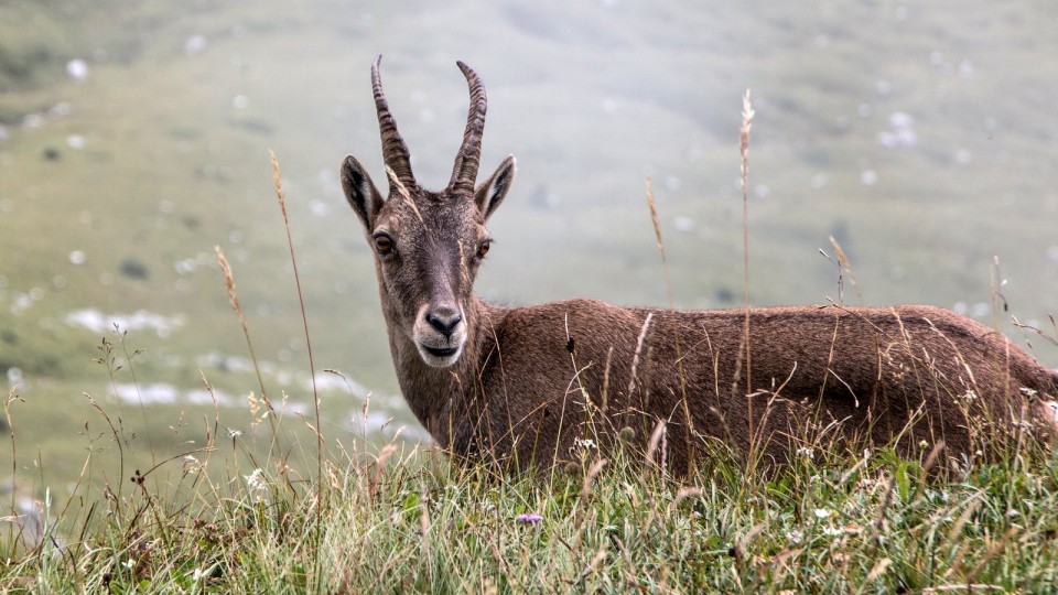 Pecol,  Špik - Hude police, Rabeljsko jezero - foto povečava