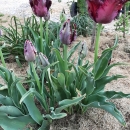 tulipan papagajček