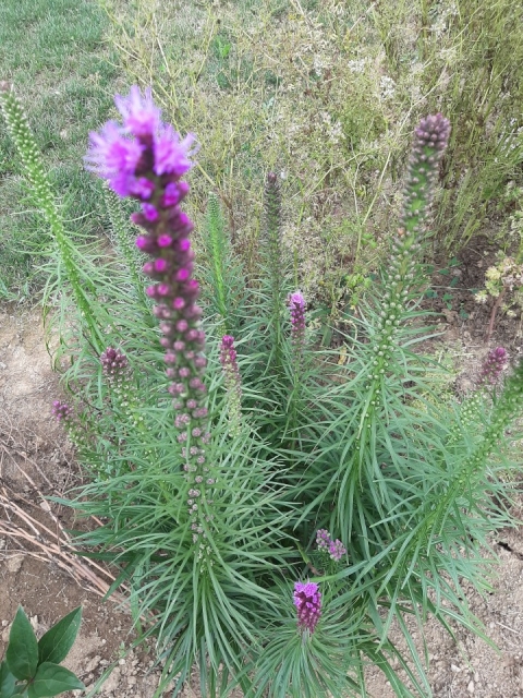 Liatris