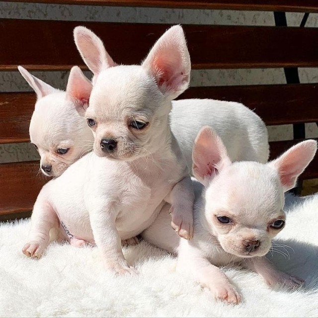 Čudoviti psi Chihuahua