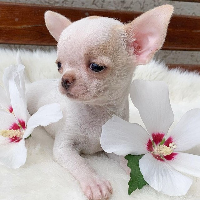 Čudoviti psi Chihuahua