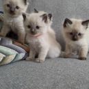 Gccf Registered - Ragdoll Kittens s polnim ro