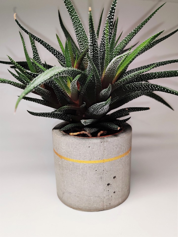 Cementni lonček za rastline (planter) - foto povečava