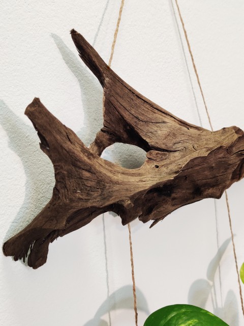Unikatna lesena korenina s steklenimi bučkami - foto