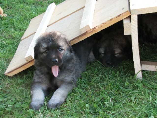 Čajkini mladički - foto