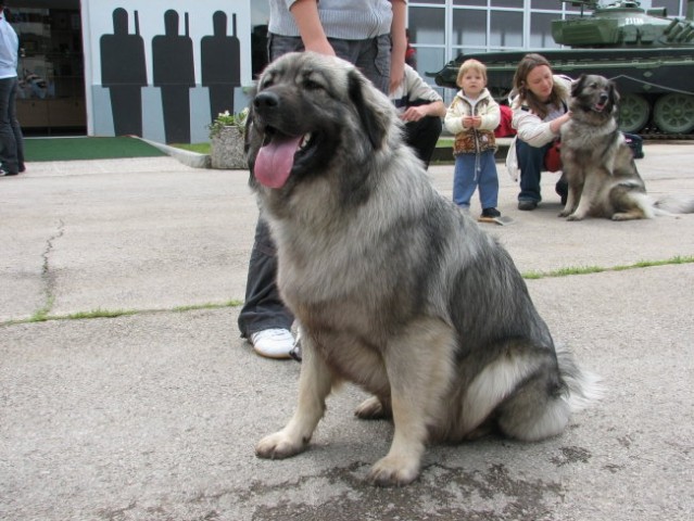 Srečanje na krasu 2008 - foto