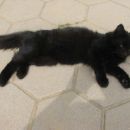 Mikin bratec Medo