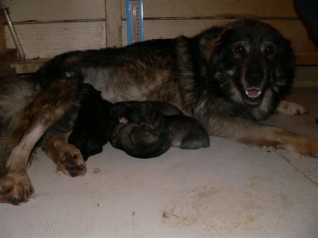 12.1.2006 je psička Boni skotila pet zdravih in močnih mladičkov...