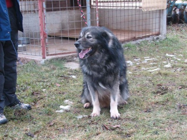 Kraševci na Primorskem - foto