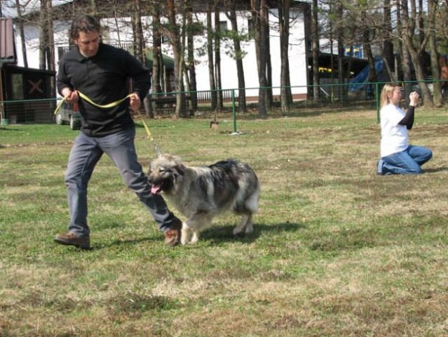 Prikaz gibanja psa na razstavi-Bojan in Brina