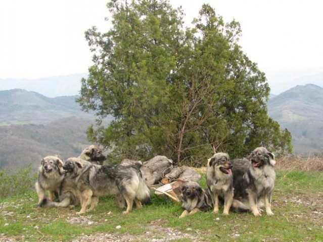 Kraševci na krasu - foto