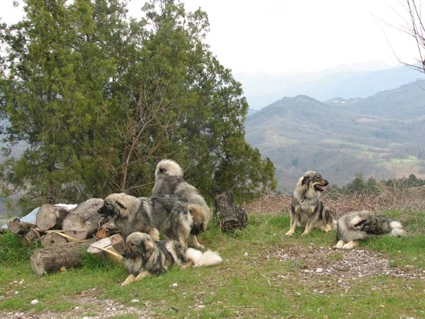 Kraševci na krasu - foto