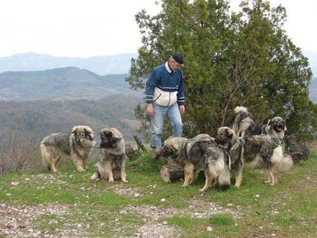 Kraševci na krasu - foto povečava