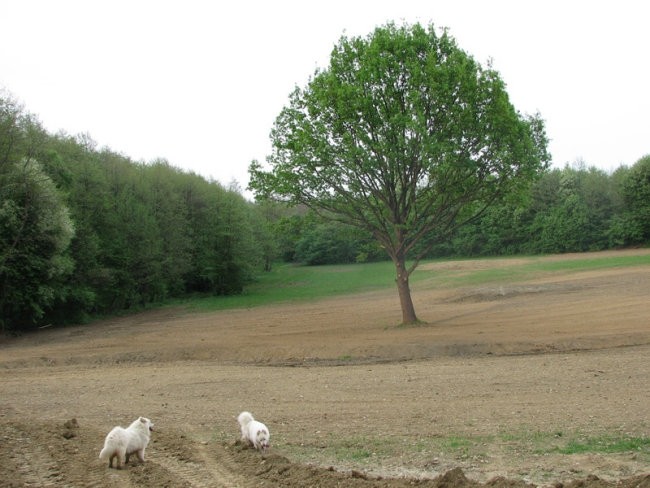 Na sprehodu s samojedi - foto povečava