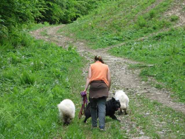 Lepa, umirjena pot na Pohorje. Idealen sprehod za pse.