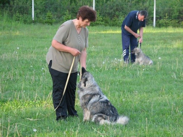 Šolanje in socializacija - foto