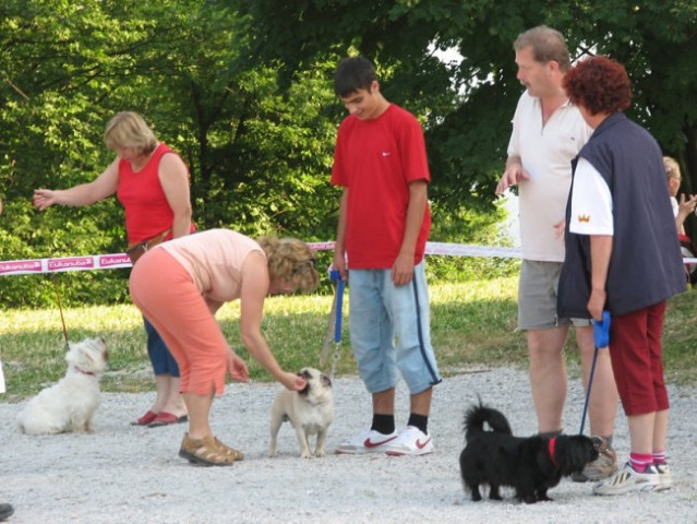 Piknik KO in revije Moj pes ter radia Zeleni  - foto