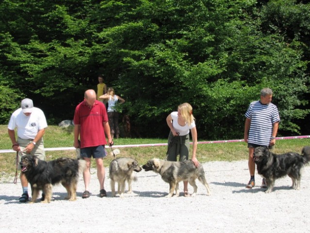 Piknik KO in revije Moj pes ter radia Zeleni  - foto