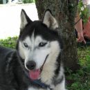 Husky s prelepimi očkami