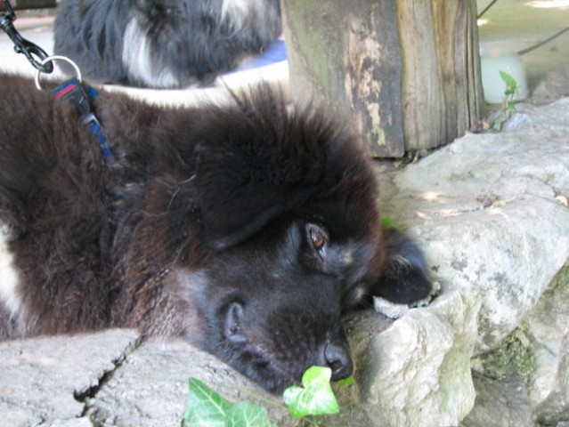 Mlada tibetanska mastifka 