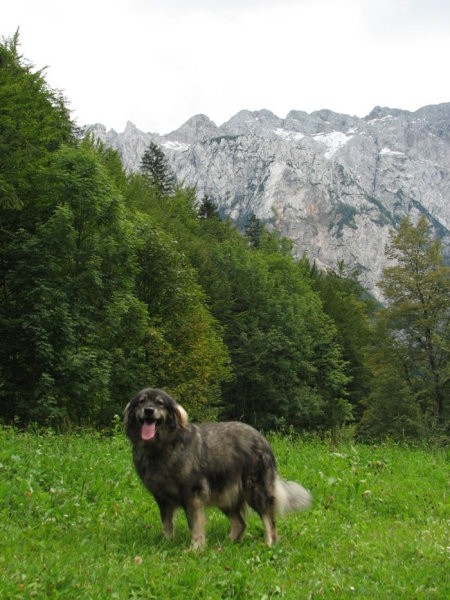 Logarska dolina 2007 - foto
