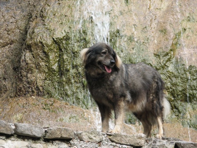 Logarska dolina 2007 - foto povečava