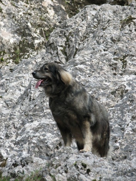 Logarska dolina 2007 - foto povečava