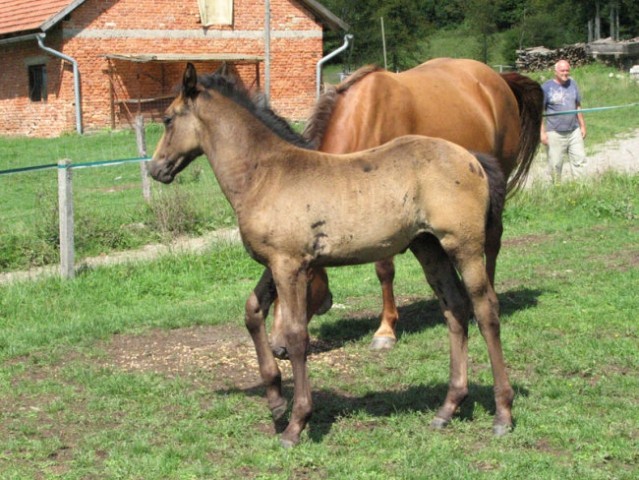 Kočevje - foto