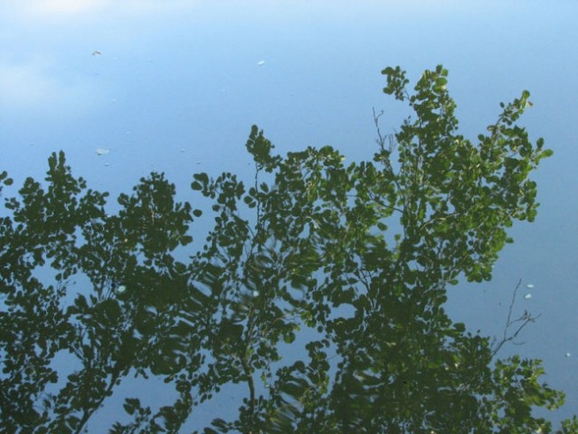 Odsev veje v ribniku-MB park