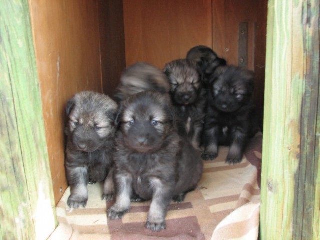 Gradišče 23.12.2006 - foto