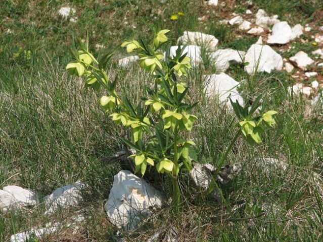 Pivka-Petelinjsko jezero 22.4.2007 - foto