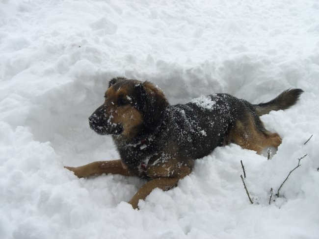 Bucko na snegu - foto povečava