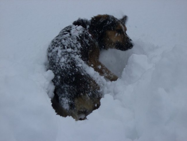 Bucko na snegu - foto