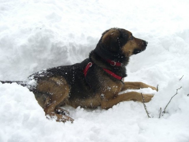 Bucko na snegu - foto