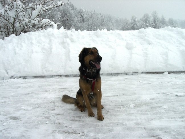 Bucko na snegu - foto povečava