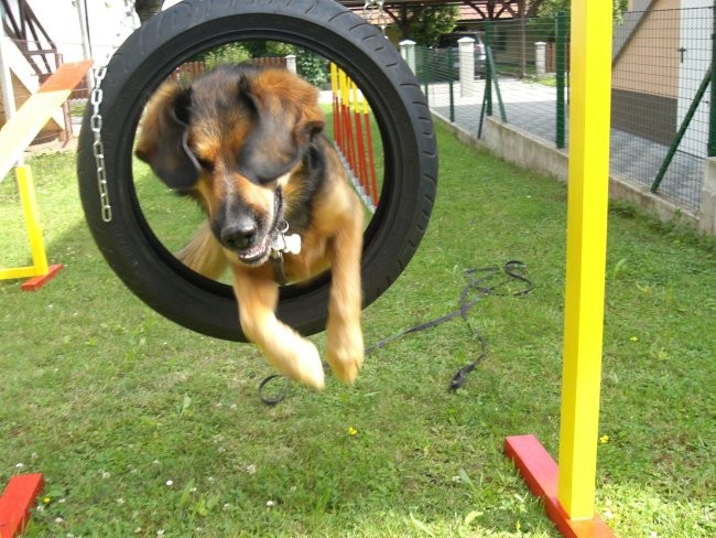 Agility - foto povečava