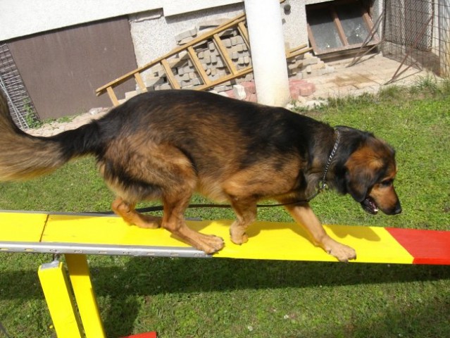 Agility - foto