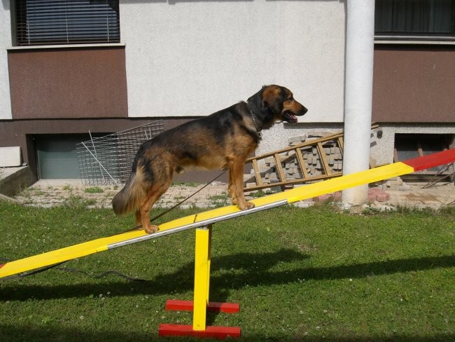 Agility - foto povečava