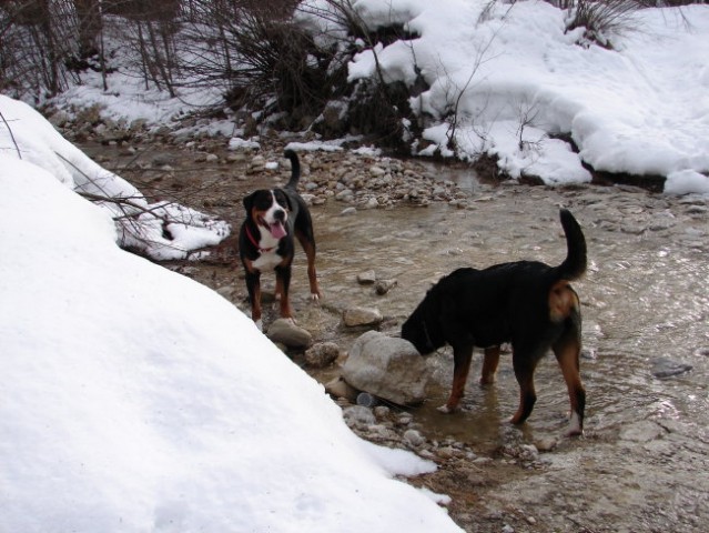 Veliki švicarski planšarski pes - foto