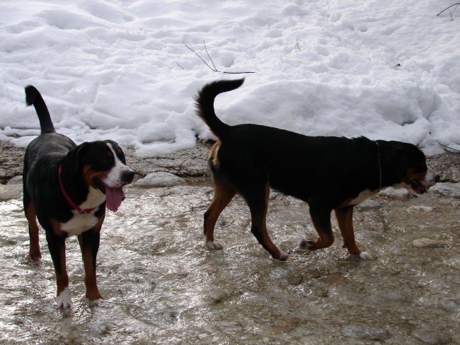 Veliki švicarski planšarski pes - foto povečava