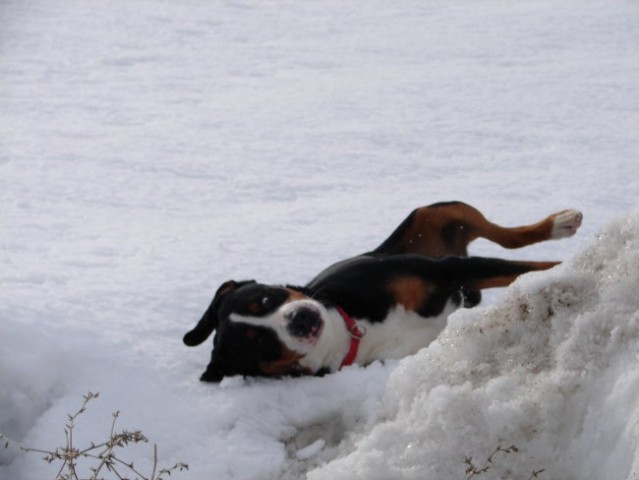 Veliki švicarski planšarski pes - foto