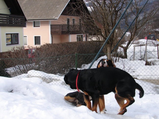 Veliki švicarski planšarski pes - foto povečava