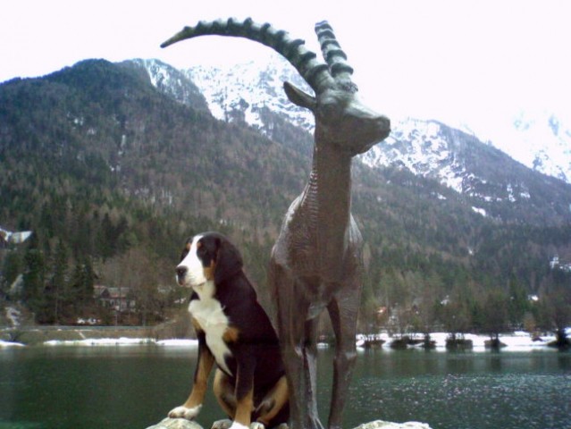 K I S K A  -veliki švicarski planšarski pes - foto