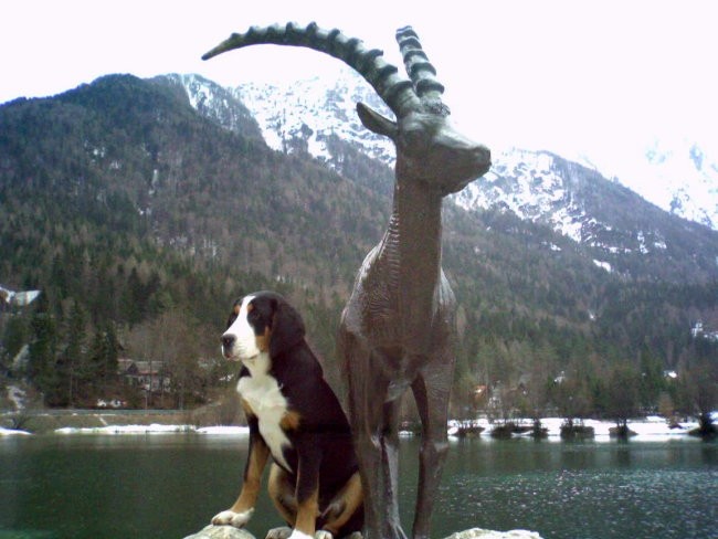 K I S K A  -veliki švicarski planšarski pes - foto povečava