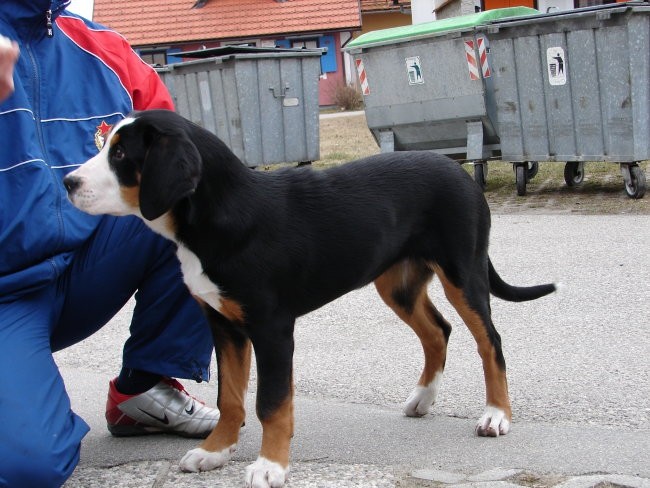 K I S K A  -veliki švicarski planšarski pes - foto povečava