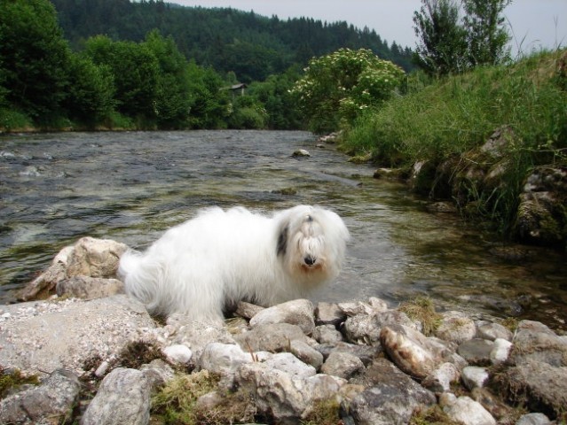 Gipsy v juniju 2006 - foto
