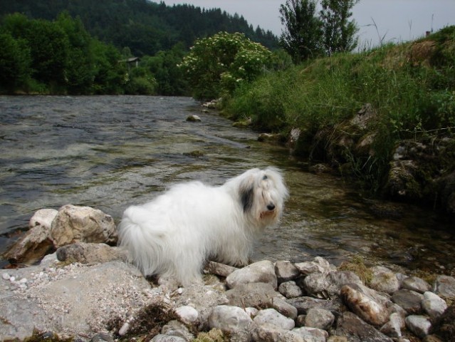 Gipsy v juniju 2006 - foto
